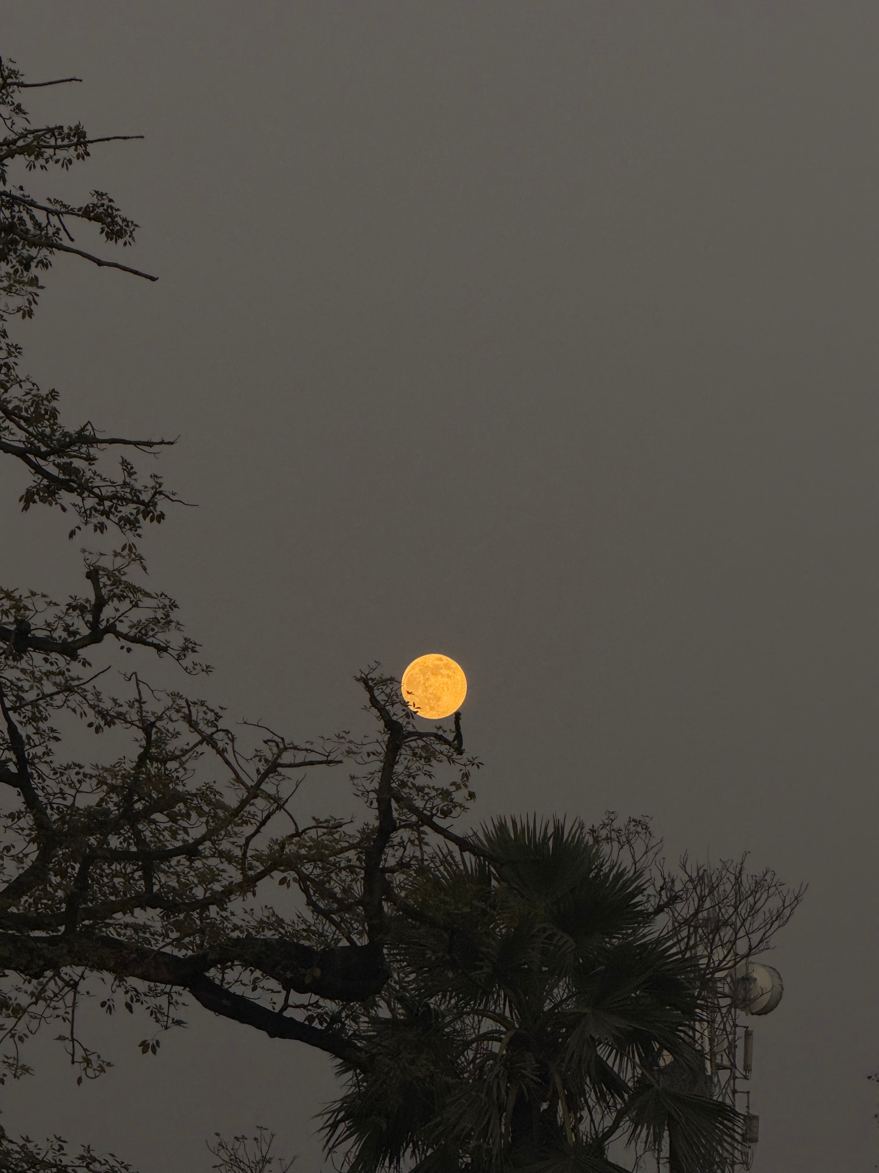 Moon ๐
