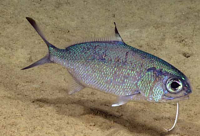 Ocean Series #166 – 🧔🐟 Beardfish: The Bristled Phantom of the Deep 🌊