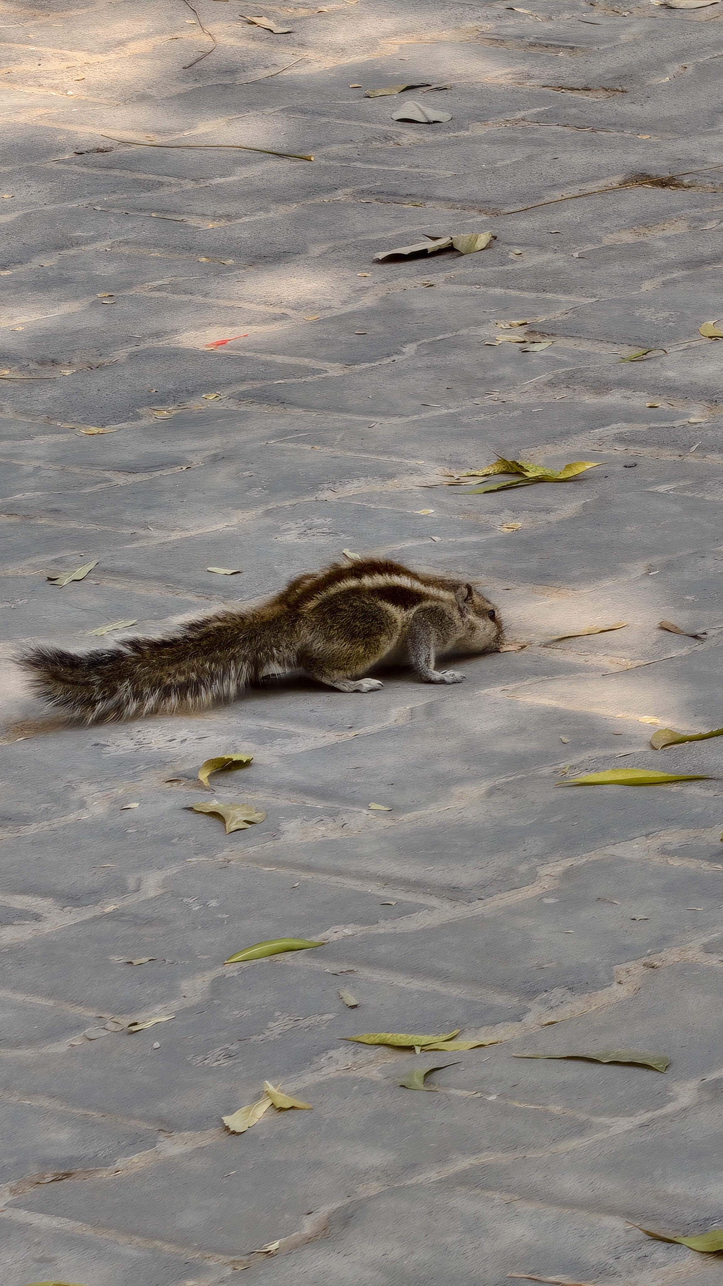 Random Squirrel Captured Random Movement of squirrel