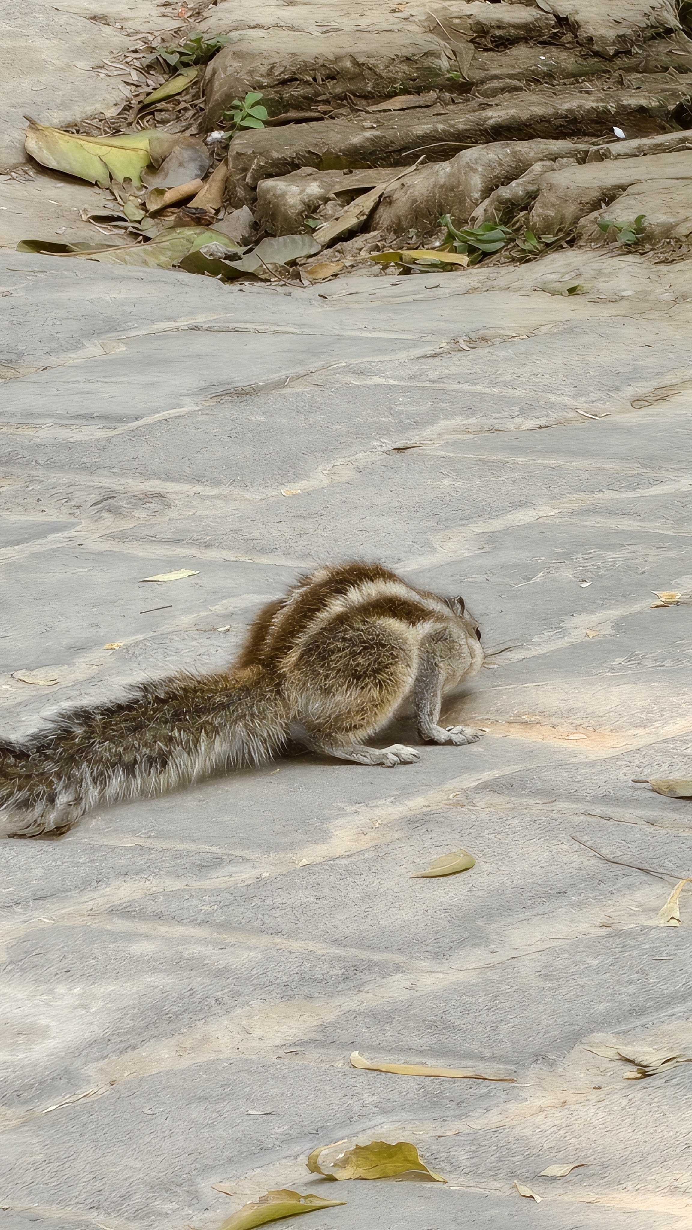 Random Squirrel Captured Random Movement of squirrel