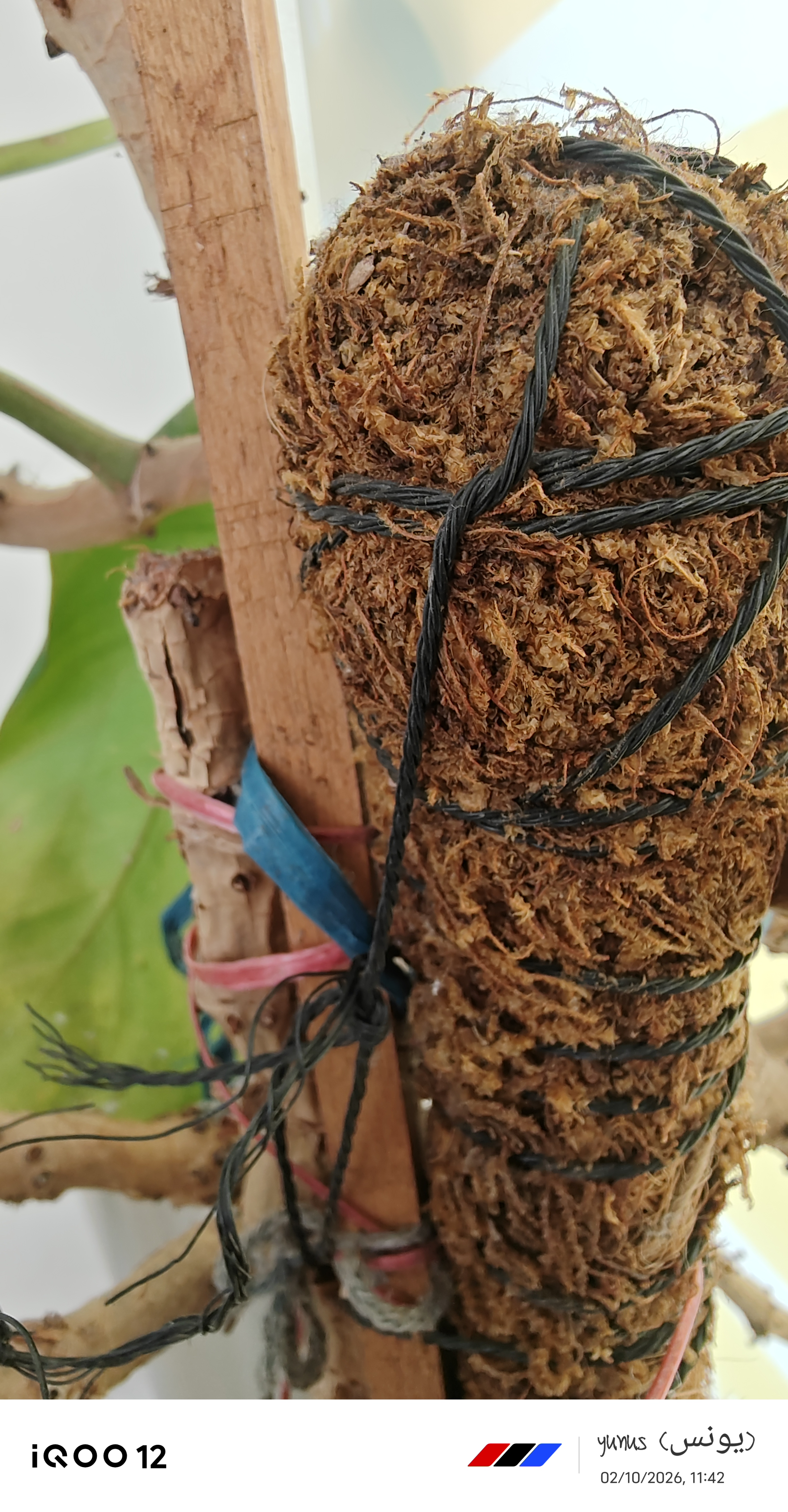 Tree Branches