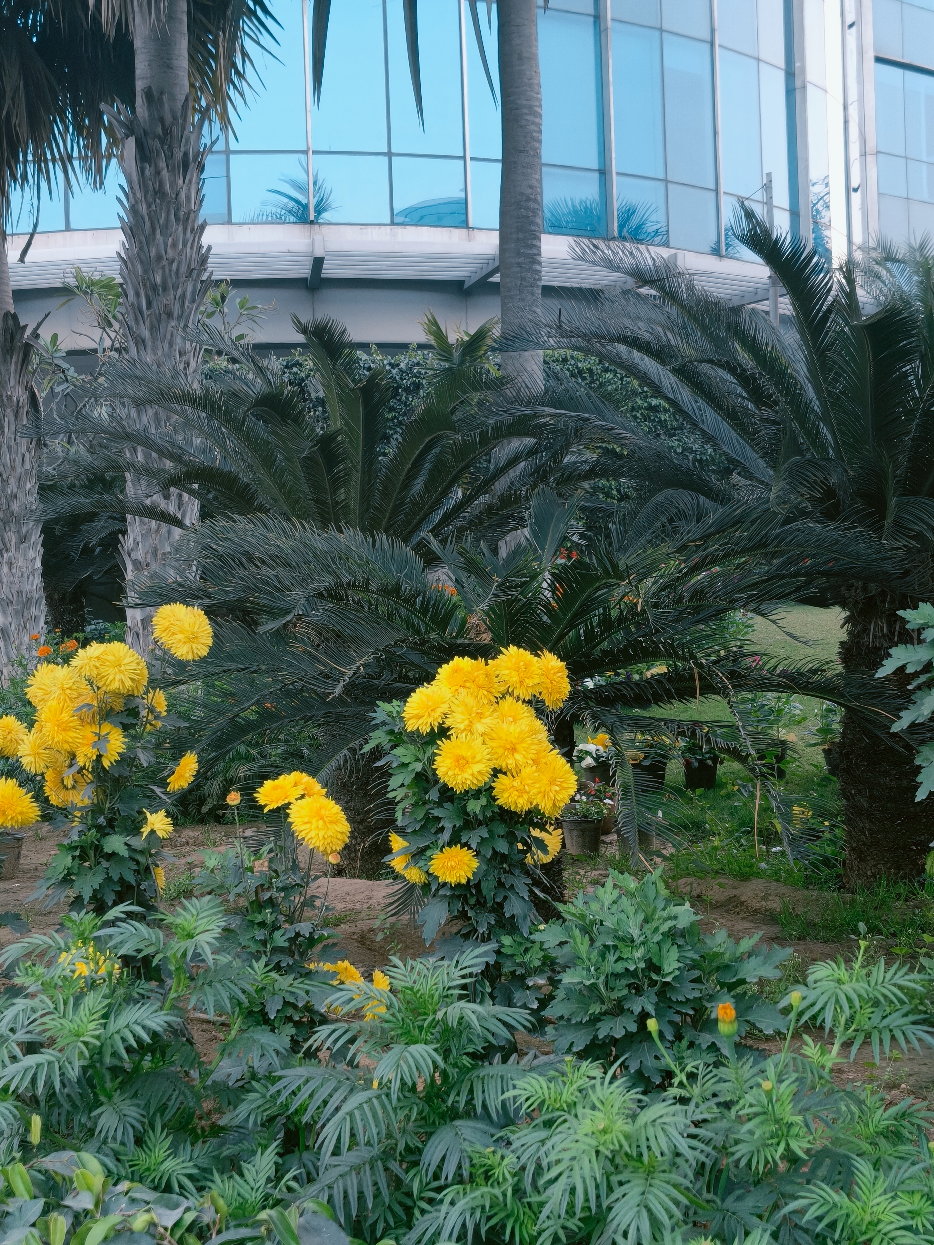 Gold Standard Garden