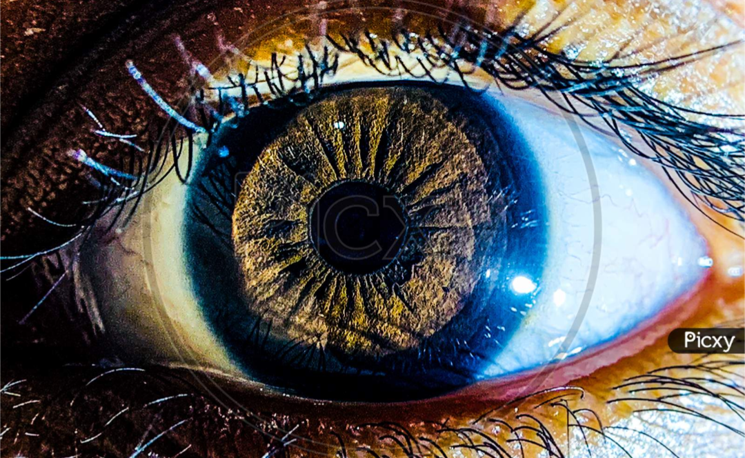 The Human Eye vs Cameras