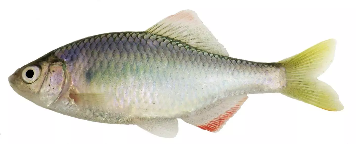 Nesting Fish Ocean Series #235 – 🐟 Bitterling: The Mussel Nesting Fish 🌿🌊