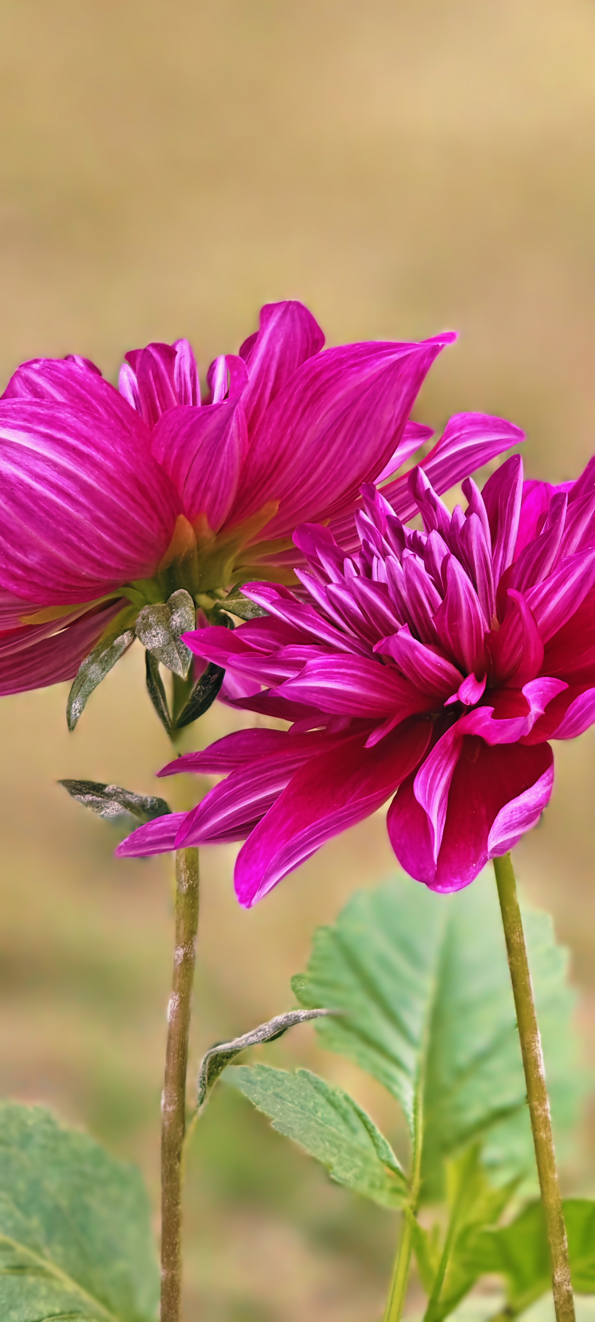 Florus Color Colour of flowers