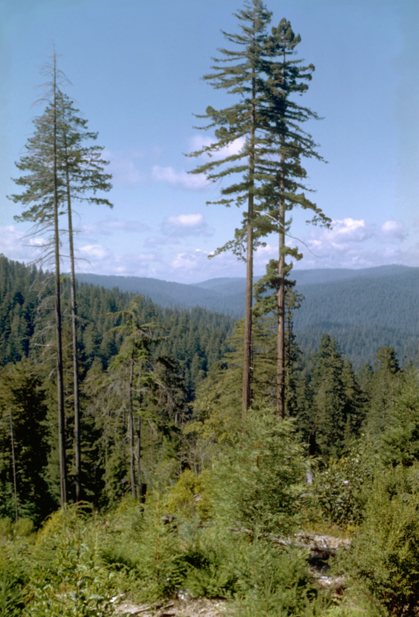 The World's Tallest Tree 🌲