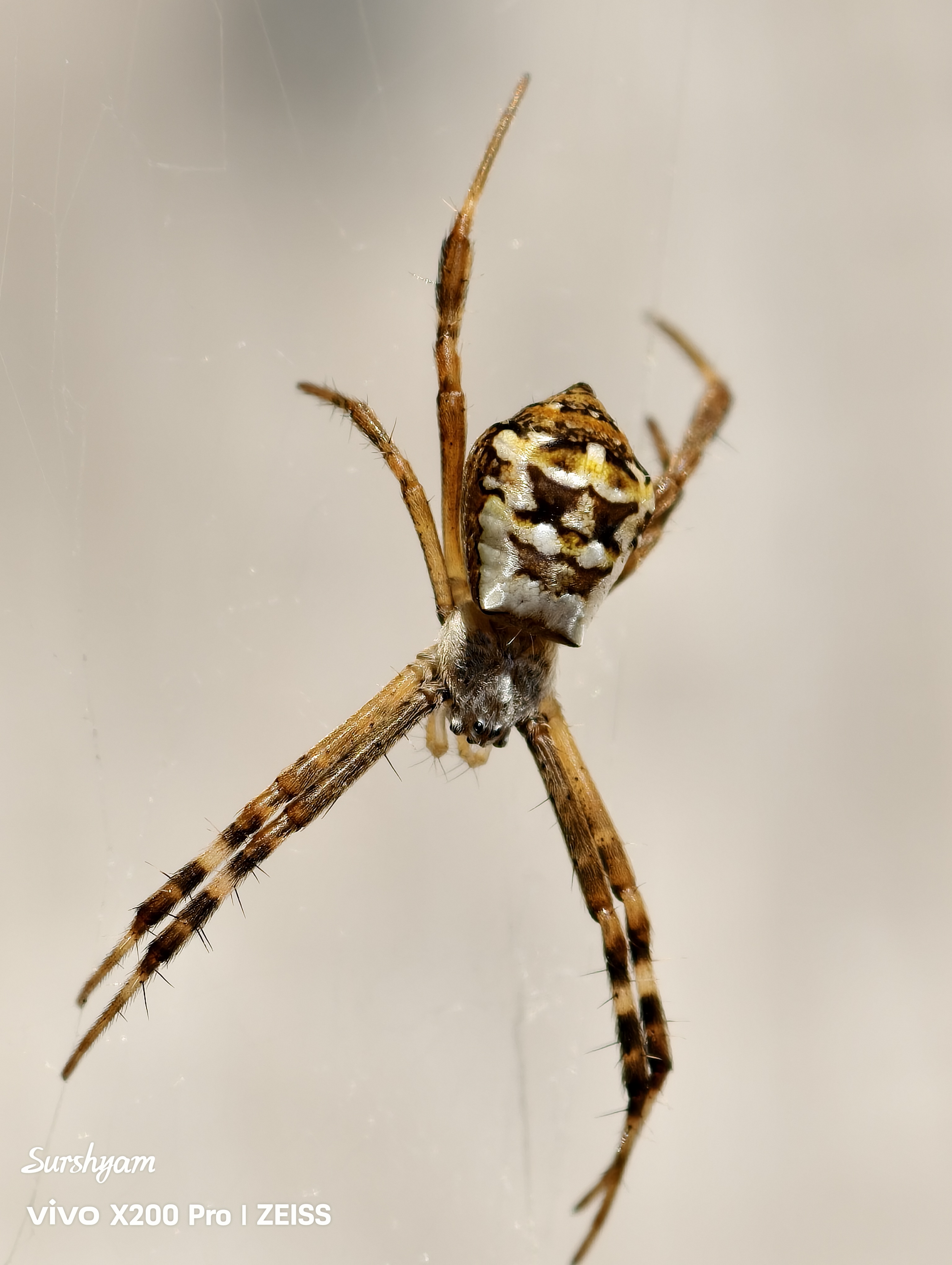 spider