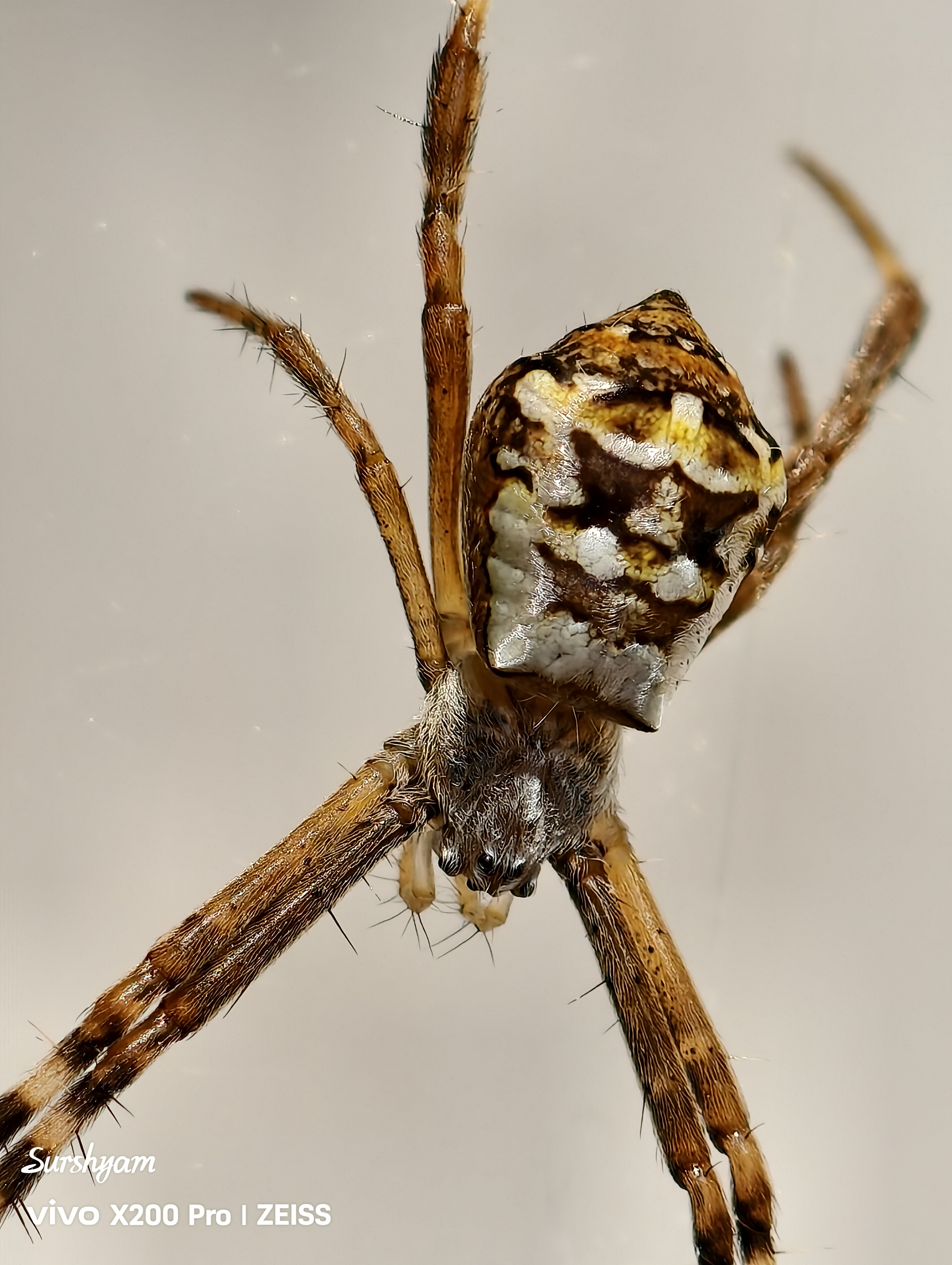 spider